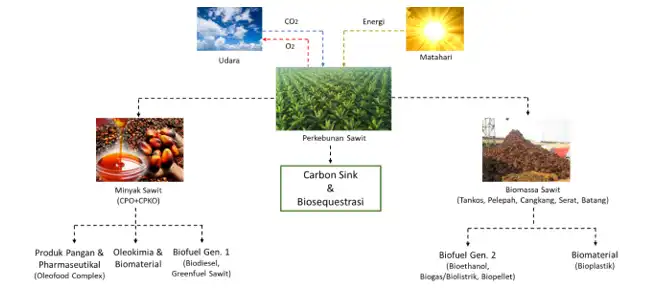 Penyerapan CO₂ dan Karbon Stok pada Perkebunan Sawit